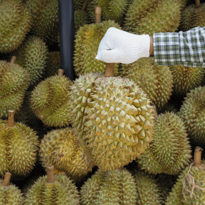 durian-1.png