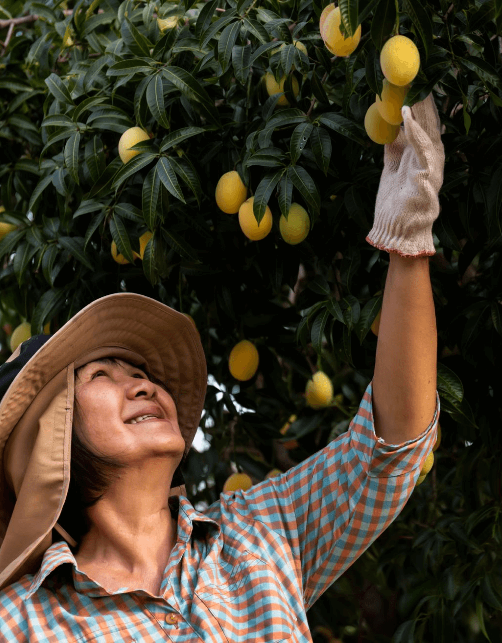 Picking-fruits.png